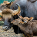 Fight Club der Tiere - Tricks und Taktiken