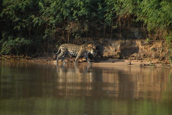Bild 1 von 6: Der Jaguar ist auf der Suche nach Beute.