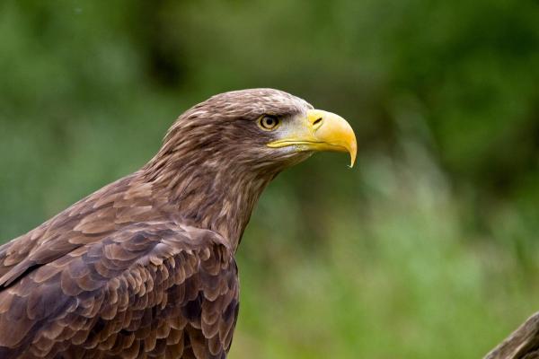 Bild 1 von 17: Im Bild: Seeadler.