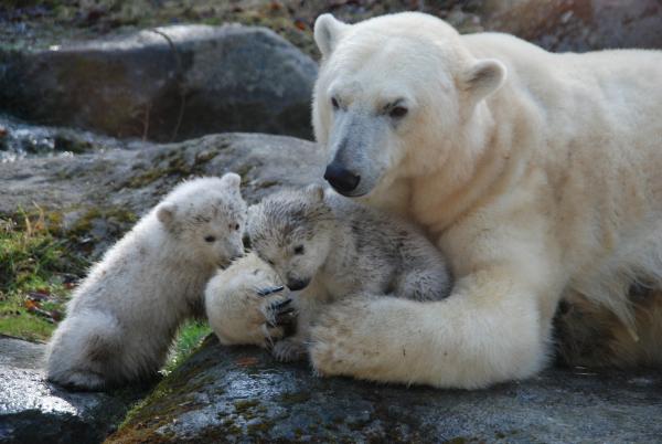 Bild 1 von 2: Eisbären.