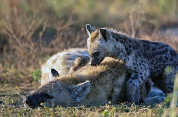 Bild 1 von 7: Suma säugt ihr Junges, während die Sonne im sambischen Nationalpark Liuwa Plains untergeht.