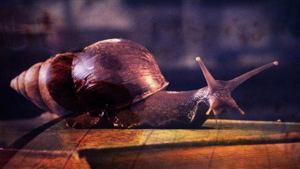 Bild 1 von 2: Afrikanische Riesenschnecke.