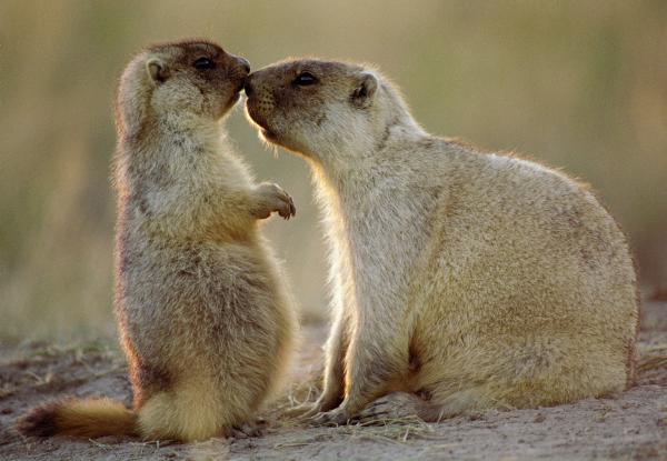 Bild 1 von 5: Die Töchter bleiben oft ein Leben lang bei der Familie.