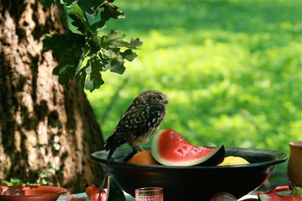 Bild 1 von 9: Im Bild: Steinkauz am römischen Tisch.