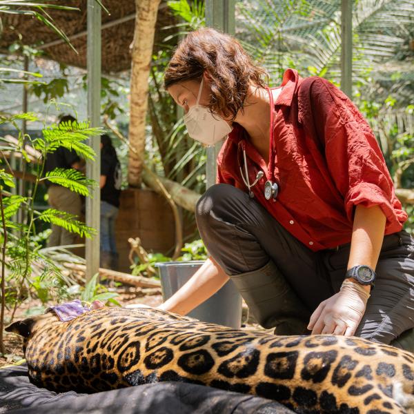 Bild 1 von 10: Dieses Jaguarweibchen wurde illegal als Haustier gehalten. Damit das Tier wieder ausgewildert werden kann, muss es gesund und frei von Krankheitserregern sein. Daher achtet Hannah Emde während des Gesundheitschecks auf jedes Detail.