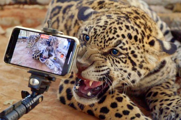 Bild 1 von 4: Leandro Silveira hat sein Handy immer dabei. Seine ?wilde?Ä? Familie und ihr Jaguar-Institut sind während der Pandemie zu einer Art virtuellem Tiergarten geworden.