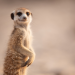 Haus der Erdmännchen - Eine Familiensaga