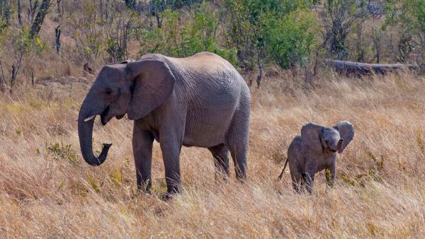 Bild 1 von 8: Elefanten haben ein sehr gutes Gedächtnis und geben traditionelle Wanderrouten von einer Generation an die nächste weiter.
