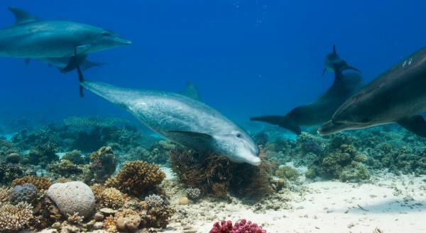 Bild 1 von 7: Einige Große Tümmler sind dafür bekannt, sich mit der Schleimschicht von buschartigen Hornkorallen \