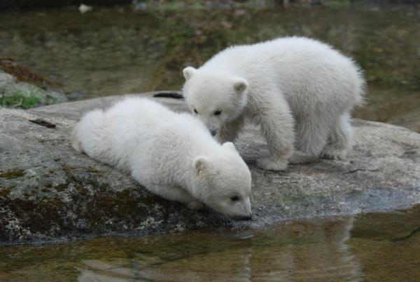 Bild 1 von 1: Eisbären.