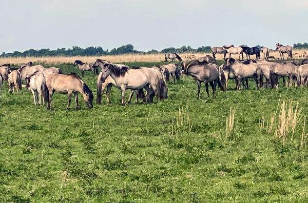 Bild 1 von 8: Oostvaardersplassen - ein trockengelegtes Gebiet im früheren Ijsselmeer wurde der Natur überlassen. Inzwischen fühlen sich Wildpferde hier zu Hause.