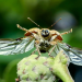 Fabelhafte Insekten - Käfer