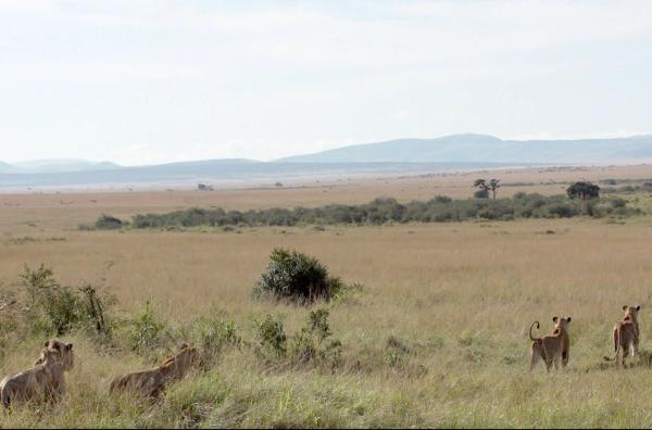 Bild 1 von 2: In den frühen 1990er Jahren inspirierten die weiten Savannen Kenias die Walt Disney Studios zu einem ihrer erfolgreichsten Zeichentrickfilme: \