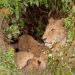 Die Großkatzen der Masai Mara