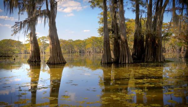 Bild 1 von 2: Die Sumpflandschaft Atchafalaya Basin. Es ist das Reich der Cajuns, französischstämmiger Siedler, die vor der Herrschaft der Engländer in diese unwegsame Welt auswichen.