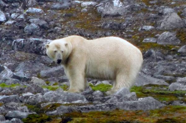Bild 1 von 5: Ausgewachsene männliche Eisbären wiegen durchschnittlich bis zu 500 Kilogramm.