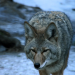 Die wildeste Stadt der Welt: Anchorage