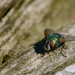 Festmahl der Tiere