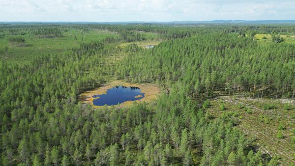 Bild 1 von 6: In Finnland wurden seit Jahren zahlreiche Moore, die zur Torfgewinnung trockengelegt worden waren, wiederhergestellt.