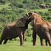 Fight Club der Tiere - Tödliche Missionen