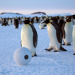 Abenteuer Winter - Tiere im Schnee