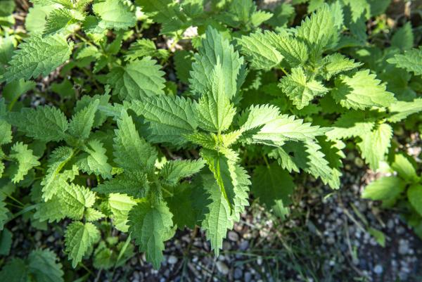 Bild 1 von 5: Die Brennnessel gilt heute vornehmlich als Unkraut, wird aber auch als Heilpflanze verwendet, zum Beispiel als Tee.