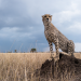 Serengeti