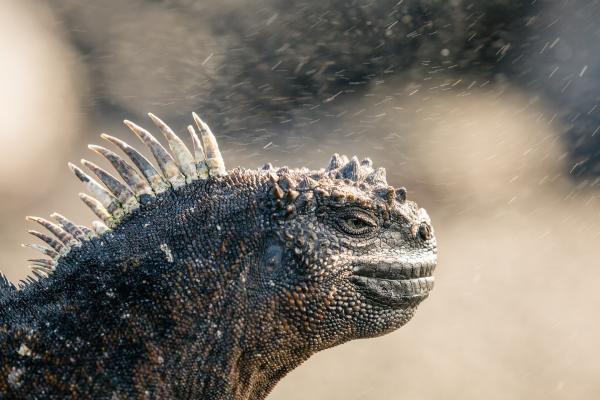 Bild 1 von 5: Die Meerechsen von Galapagos weiden auf dem Meeresboden Algen und Tang ab. Sie können bis zu einer halben Stunde mit einem Atemzug tauchen, müssen sich dann aber lange Zeit in der Sonne aufwärmen.