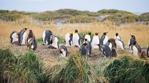 Bild 1 von 18: Im Bild: Eine der vielen Pinguin-Kolonien in Patagonien.