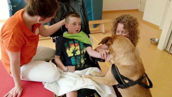 Bild 1 von 6: Therapiehund \