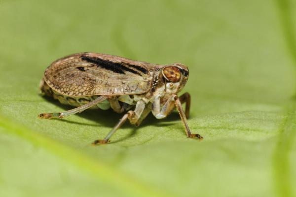 Bild 1 von 4: Auf der Erde existieren rund 10 Trillionen Insekten. Sie bevölkern den Planeten seit Urzeiten. Viele Kulturen achten, fürchten oder verehren sie als Götter. Ist der Grund dafür, dass sie möglicherweise eine Verbindung zu außerirdischen Wesen darstellen?