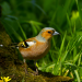 natur exclusiv