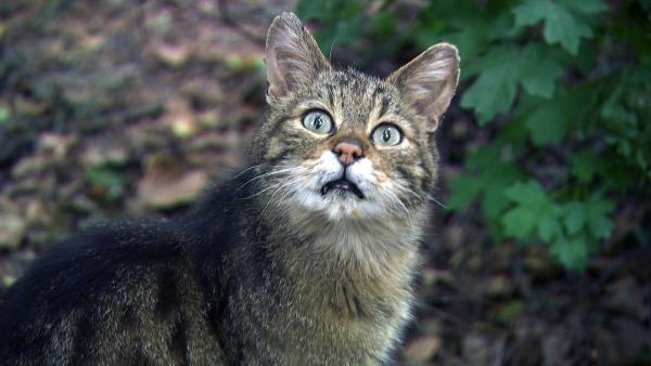 Bild 1 von 6: Im Bild: Wildkatze.