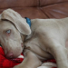 Hundebabys - Chaos auf vier Pfoten