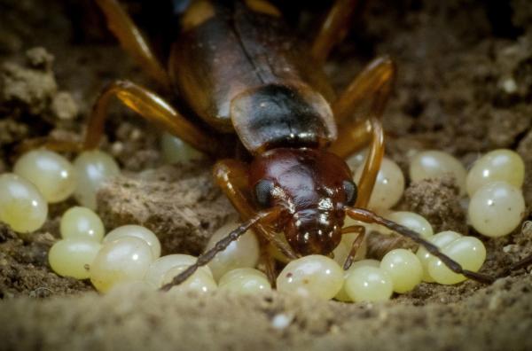 Bild 1 von 6: Ein weiblicher Ohrwurm kümmert sich um seinen Nachwuchs.