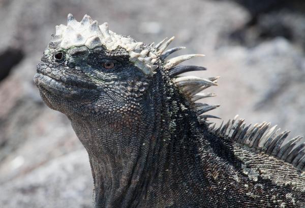 Bild 1 von 15: Auf Fernandina, einer der Galapagosinseln im Pazifik, lebt eines der seltsamsten Reptilien - der meergehende Leguan. Diese Tiere sind Vegetarier und finden an Land nur wenig Nahrung. So grasen diese Echsen auf dem Meeresgrund