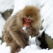 Wilde Inseln: Japan - Insel der Extreme