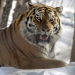 Big Five Asien