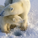 Die Reise der Eisbären