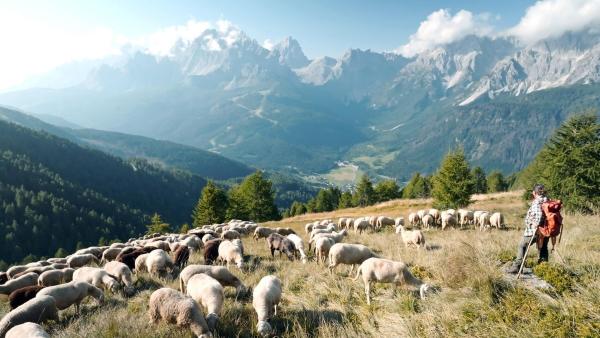 Bild 1 von 11: Im Bild: Hirtin Astrid Summerer mit ihren Schafen vor den Sextener Dolomiten.