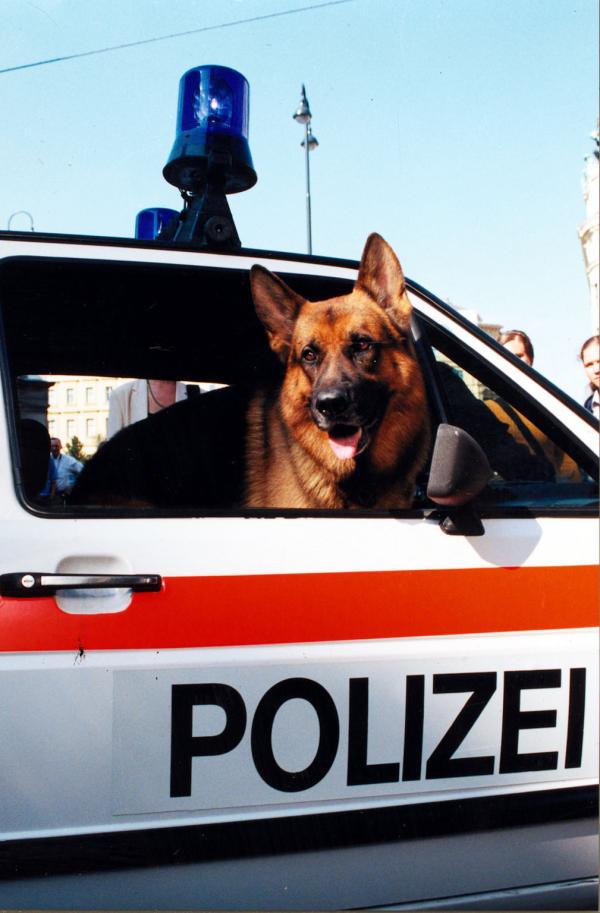 Bild 1 von 13: Rex im Polizeiauto