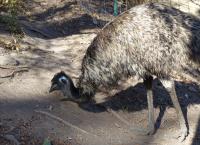 Anna und die wilden Tiere