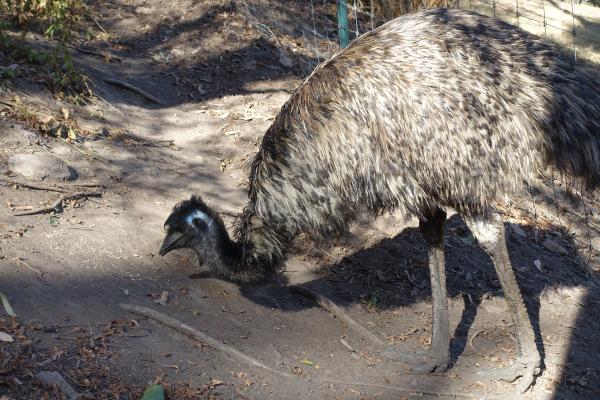 Bild 1 von 4: Die Männchen erkennt man an den blauen Streifen am Kopf