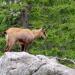 Unsere wilde Schweiz