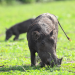 Die fabelhafte Welt der Schweine