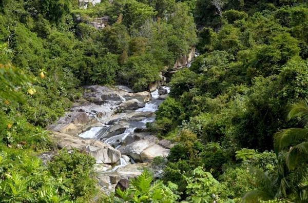 Bild 1 von 2: Der tropische Regenwald El Yunque in Puerto Rico beherbergt mehr als 160 Tierarten.