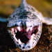 Snakehead Terror