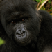Gorillas unter Stress
