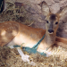 Tierbabys - süß und wild!