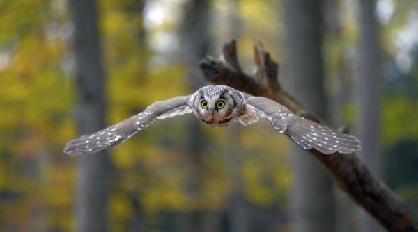 Bild 1 von 2: Auf der Jagd: Der Raufußkauz ernährt sich hauptsächlich von Kleinsäugern wie Wühl- und Spitzmäusen.